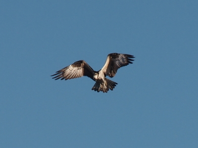 [The osprey is looking downward. Its tail is fully spread and its wings are pulled in at an angle creating a vee shape above its body. The white undersides of the wing and body are visible as are the brown parts of the outer feathers and its tail feather.]